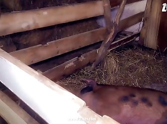 Porno Zoofilia