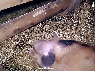 Porno Zoofilia