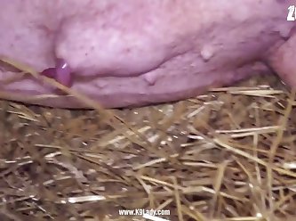 Porno Zoofilia