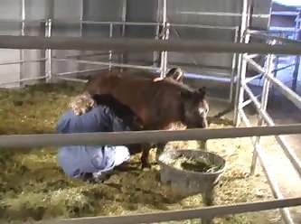 سكس بنات معا حيوانات