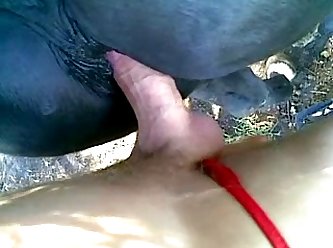 せっくす 犬