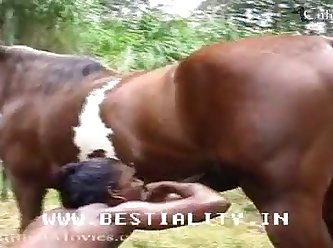 Filme De Pornô Animal