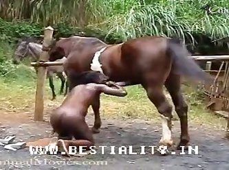 Filme De Pornô Animal