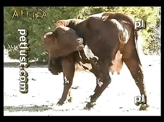 Petlust M11 2 Zoo Bull Sex Farm Boys (part 7)