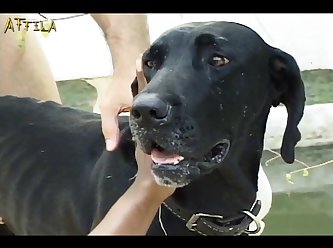 Xxx Dog 2girl - Black Girl And Two Dogs Xxx(part 5)