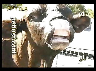 333px x 248px - Farm and FARMER CLUP S1P24# Bull and Cows # from bull sex videos sex videos sex  petlust man fuck dogaunty creampie porn Watch Video - MyPornVid.fun